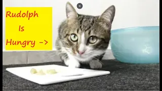 Kitten Rudolph Is so Hungry that He Eats All the Food on the Plate