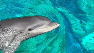 Rencontrer les dauphins à Marineland