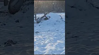 Бизоны поели чужой стог