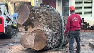 HUGE OAK REMOVAL with CRANE