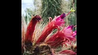 Old man cactus flowering