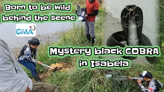 Born to be wild behind the scene gma 7 Mystery black cobra in isabela