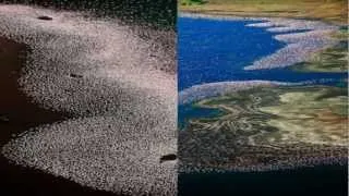 The Flamingos of Lake Nakuru - Kenya (HD1080p)