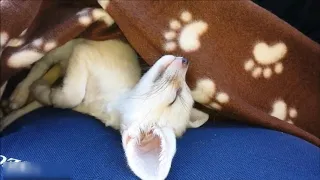Fennec Foxes Play Fighting: Compilation (2021) | Fennec Fox Being Silly in a HUGE Room