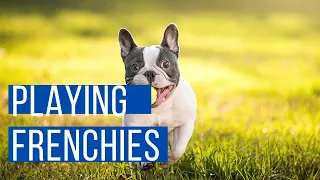 The Best and 🤣 Funniest French Bulldogs 🐶 Moments (Compilation) | Funny Frenchie #13