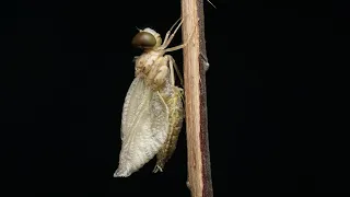 A Nymph evolving into a Dragonfly!😱😍