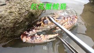 阿平赶海遇到了在捕猎的红花蟹，还抓到了昂贵的虎头鱼#fishing #fish #seafood