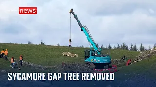 World-famous Sycamore Gap tree cut up and removed in pieces from Hadrian's Wall