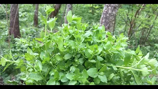 Chickweed (stellaria media) - prepare delicious dishes