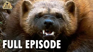 Wild America | S9 E10 'Wolverine Country' | Full Episode | FANGS