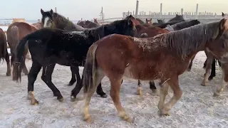 Морозный закат, откорм лошадей продолжается#откормлошадей#зерновойоткорм#лошадиалтая#