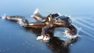 These animals are FROZEN but still ALIVE