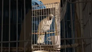 Parrot Cockatoo arguing with Mom again