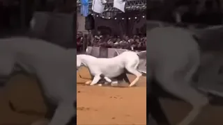 حصان يسقط على العارض😨😨