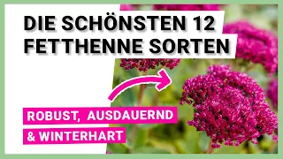 Die 12 schönsten Fetthenne Sorten für ihre Bepflanzung