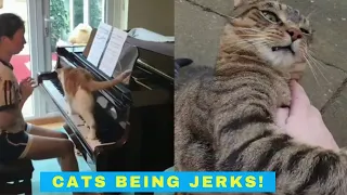 Cats Being Jerks 2020 - Cats Being Cats