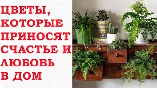 ЦВЕТЫ, КОТОРЫЕ ПРИНОСЯТ СЧАСТЬЕ И ЛЮБОВЬ В ДОМ