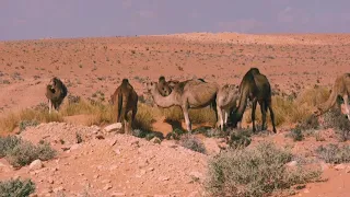 Deadly Oasis In The Sahara Desert,