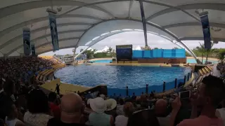 Tenerife - Loro Park - Orca Show