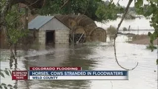 Horses, cows stranded by flood waters