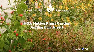 Native Plant Garden from Scratch in HOA: Kathleen Scott  | Central Texas Gardener