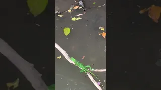 Basilisk Lizard in Costa Rica running on water