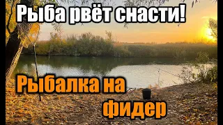 Рыба рвёт снасти!!! Рыбалка на фидер. #рыбалка #павлодар #иртыш