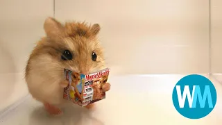 Top 5 hamster