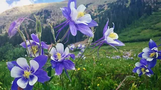 Music for the soul 💦These are the tears of angels 💦 Edgar Tuniyants