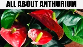 ANTHURIUM-How to Plant, Grow, Care & Get Flowers from Anthurium