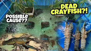 7 THINGS OR POSSIBLE CAUSE KUNG BAKIT NAMAMATAY ANG ATING MGA CRAYFISH!😱😱😱