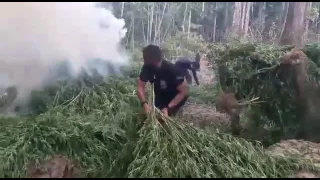 CTA destrói plantações de maconha durante operação