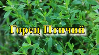 Горец птичий - Что это такое и чем оно полезно?