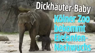 Elefanten-Nachwuchs im Kölner Zoo