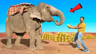 भूखा हाथी कितने केले खायेगा ? - Elephant Eating Test ?