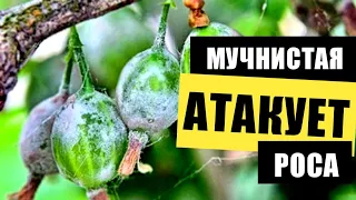 КУПИЛИ ДАЧУ. МУЧНИСТАЯ РОСА НА КРЫЖОВНИКЕ. КАК БОРОТЬСЯ? ДАЧНЫЙ СЕЗОН 2021. ОГОРОД СВОИМИ РУКАМИ!