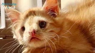 Everyone Rejected This Kitten For Being ‘Too Ugly’  Then Someone Saw His Beauty