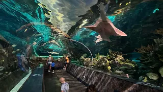 Ripley's Aquarium of the Smokies Walkthrough in Gatlinburg, Tennessee: Family Vlog