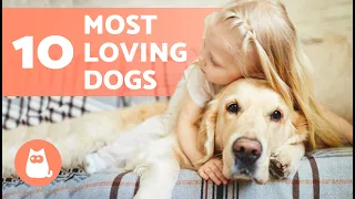 10 Most LOVING DOG BREEDS in the World 🐶❤️ Dogs That Care
