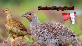 Grey francolin Birds Hunting Sound // 100% Warking // kamuju Sound // Teetar hunting Sound