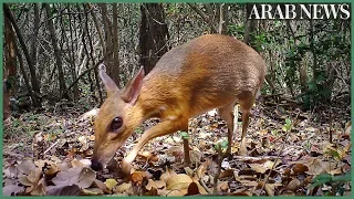 Rare deer-like species rediscovered after nearly 30 years