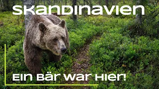 Hier war ein Bär! - Skandinavien Part 5