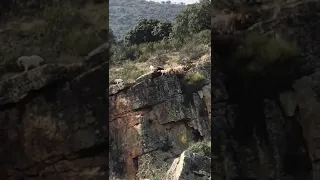 Hunting dogs falling from cliff