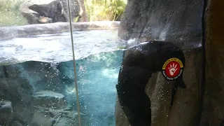 Giant River Otters Swimming Rainforest Exhibit LA Zoo Los Angeles California USA September 24, 2020