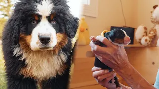 Life with 17* Bernese Mountain dogs!!! WE HAVE 6 NEW PERFECT PUPPIES! Pupdate #1 || Ep. 11