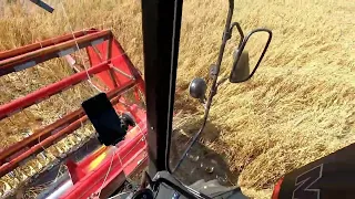 Żniwny vlog, Massey Ferguson 16 i owies 2023