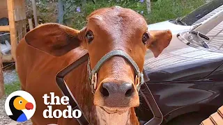 Jealous Cow Doesn't Approve Of Mom's Boyfriend | The Dodo