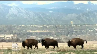 Honoring the bison as America’s national mammal