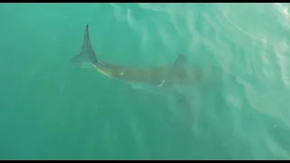 Dad taken by Shark while Swimming with kids