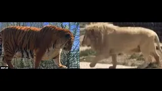 Lion vs Tiger- 300kg ? Siberian-Bengal tiger vs White lion- Miki vs Attila -Weight Comparison